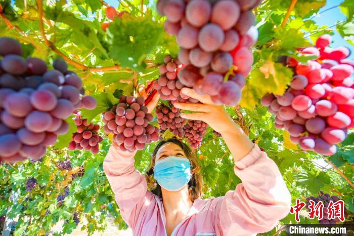 呼圖壁縣五工臺鎮(zhèn)唐墩果園葡萄種植農(nóng)民專業(yè)合作社種植的鮮食葡萄陸續(xù)成熟?！√站S明 　攝