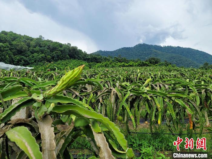 三亞出臺助農(nóng)九條措施：鼓勵(lì)種冬季瓜菜、補(bǔ)貼漁業(yè)生產(chǎn)